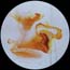 Luz da Paix�o - 100x100 - tm